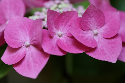 Queen of Hearts Oakleaf Hydrangea