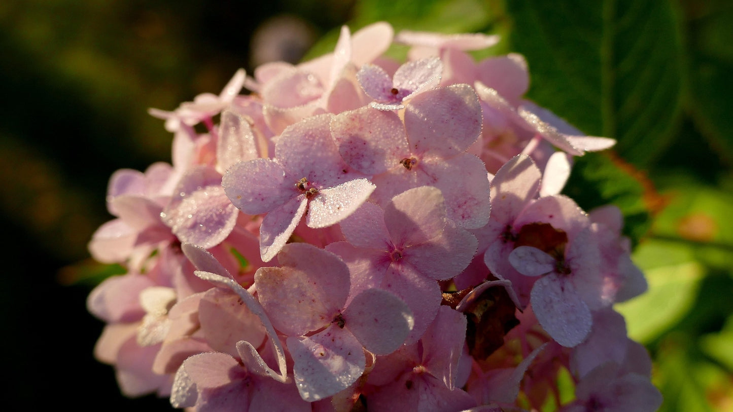 Queen of Hearts Oakleaf Hydrangea
