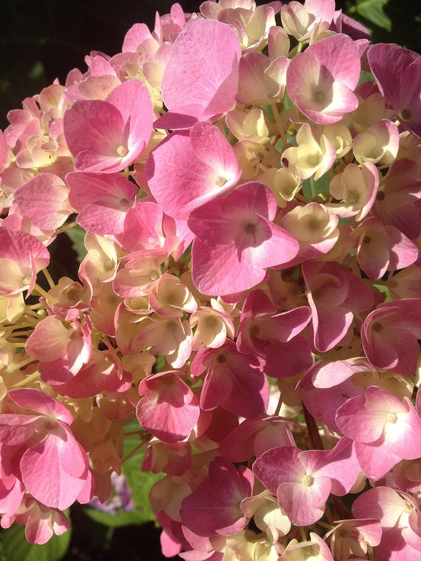 Queen of Hearts Oakleaf Hydrangea