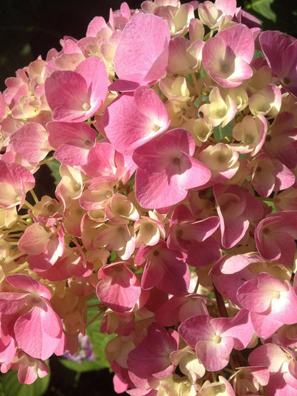 Queen of Hearts Oakleaf Hydrangea