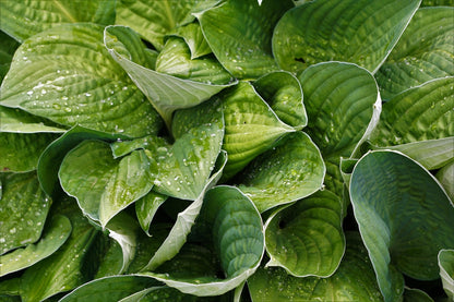 Queen of the Seas Hosta