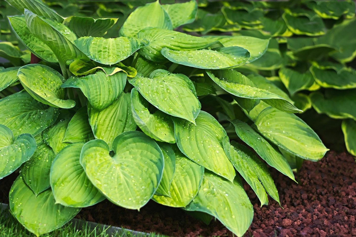 Rainforest Sunrise Hosta