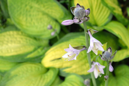 Rainforest Sunrise Hosta