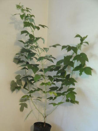 Buy Online Canby Red Raspberry Fruit For Your Home And Garden. – Maya ...
