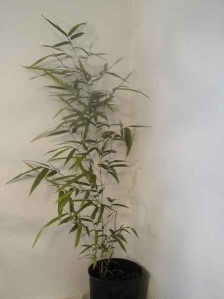 Semiarundinaria fastuosa Temple Bamboo.