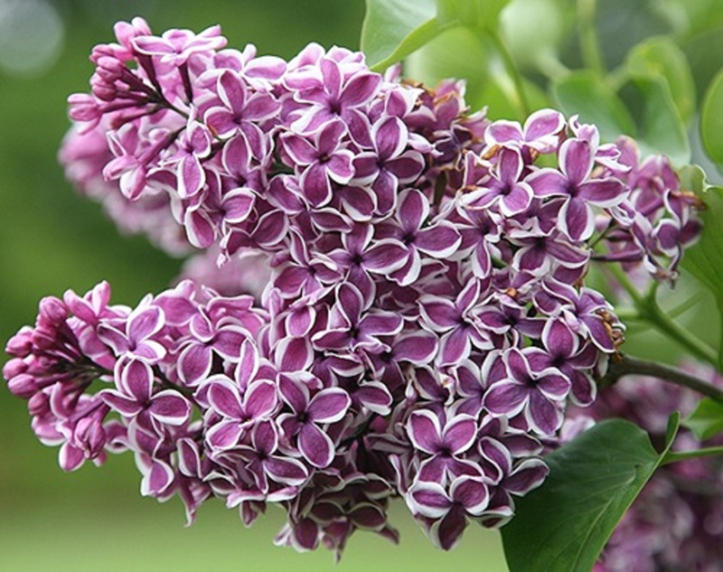 Sensation French Lilac – Two-Toned Purple & White Blooms – Fragrant – Zone 3-8