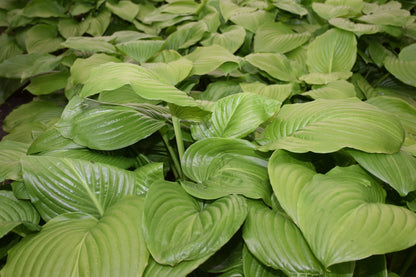 Sum and Substance Hosta
