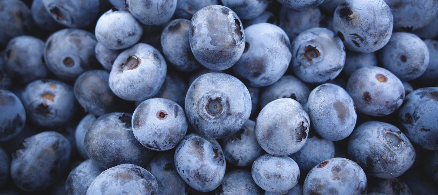 Sunshine Blue Blueberry