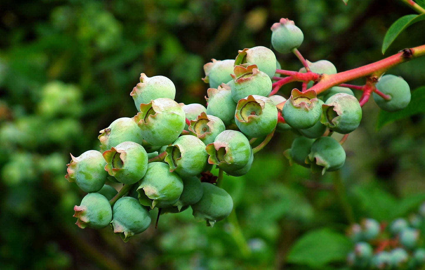 Sunshine Blue Blueberry