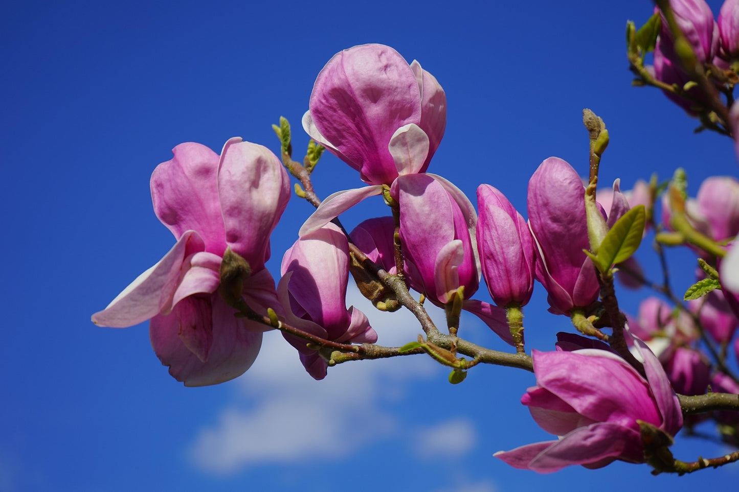 Susan Magnolia Tree (Magnolia hybrid ‘Susan’)