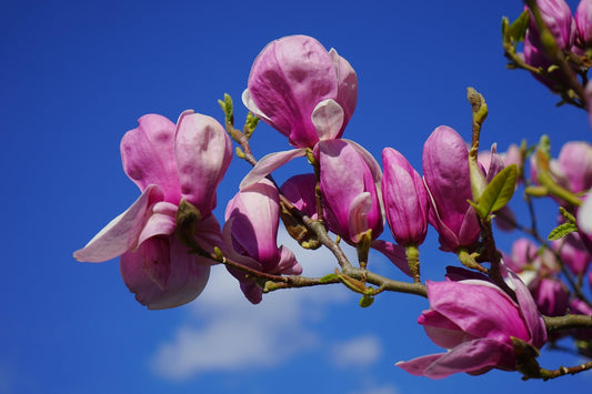 Susan Magnolia Tree (Magnolia hybrid ‘Susan’)