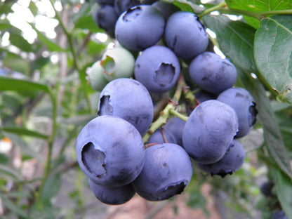 Sweetheart Blueberry Plant Live – Cold Hardy Berry Bush – Zone 4-8 – Large Sweet Fruit – Outdoor Garden Plant
