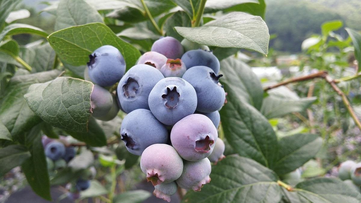 Sweetheart Blueberry Plant Live – Cold Hardy Berry Bush – Zone 4-8 – Large Sweet Fruit – Outdoor Garden Plant