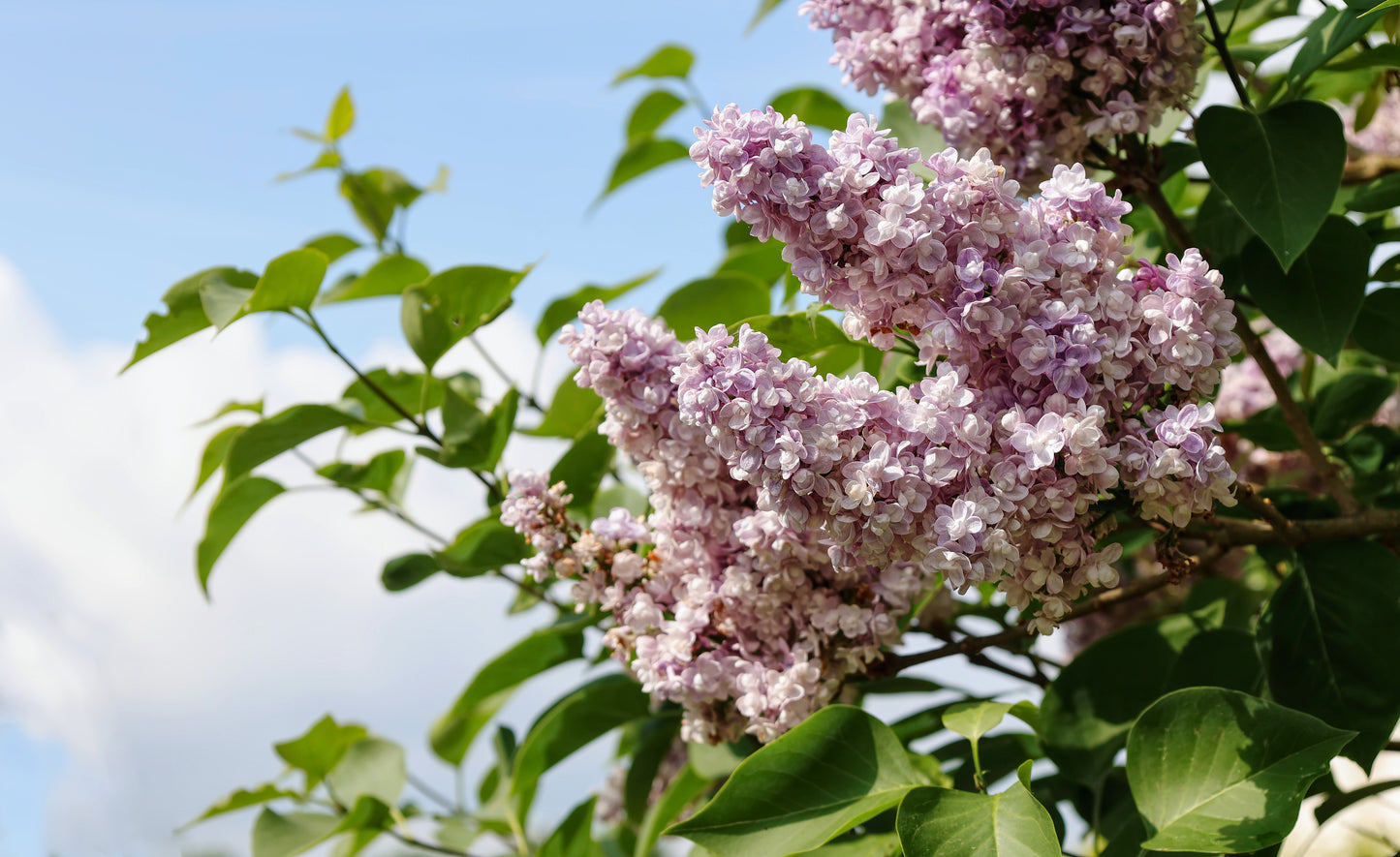 Sweetheart French Lilac – Cold Hardy Pink Shrub – Fragrant – Zone 3-7