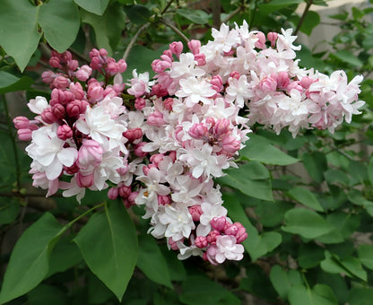 Sweetheart French Lilac – Cold Hardy Pink Shrub – Fragrant – Zone 3-7