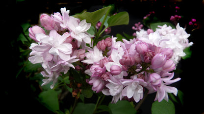 Sweetheart French Lilac – Cold Hardy Pink Shrub – Fragrant – Zone 3-7