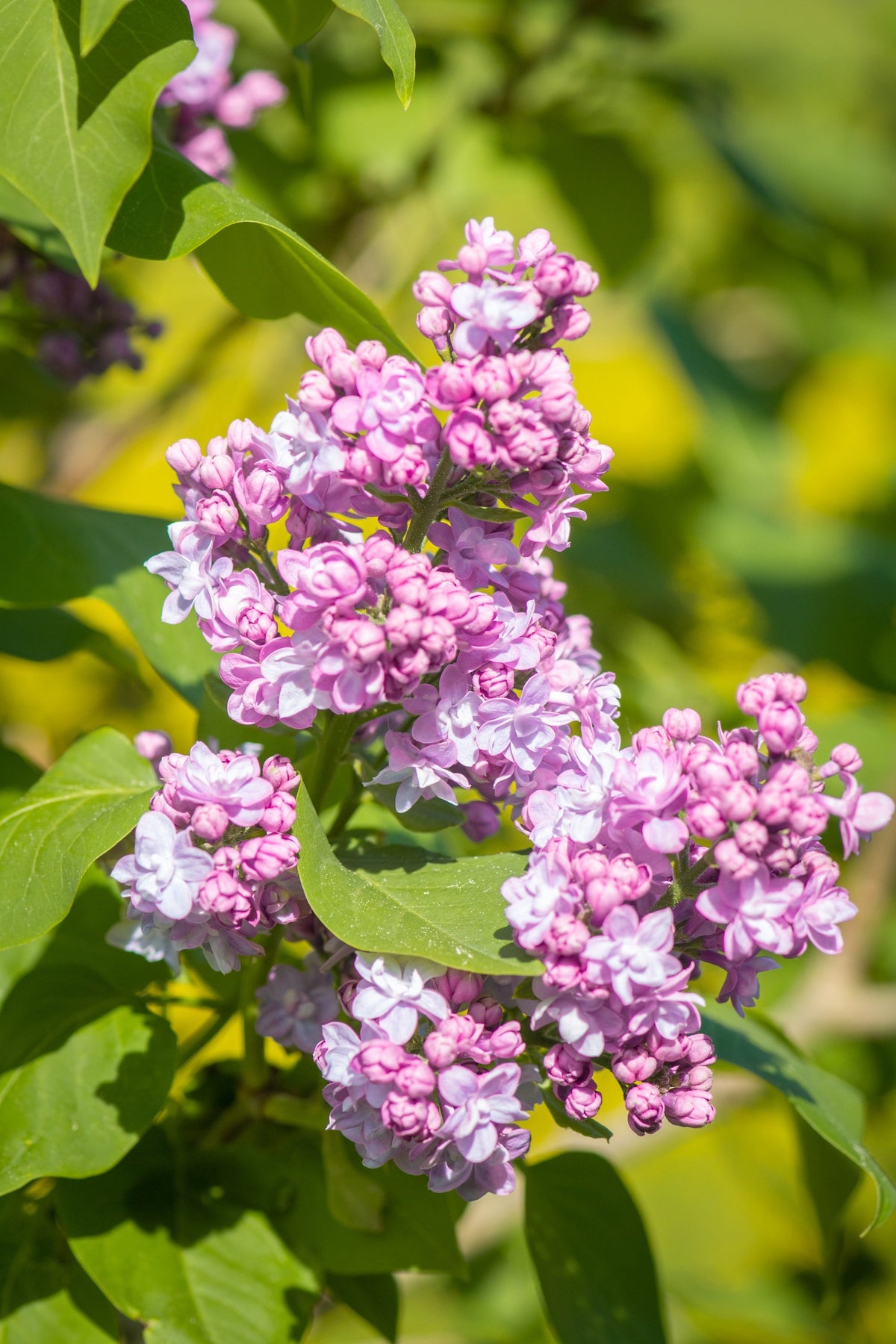Sweetheart French Lilac – Cold Hardy Pink Shrub – Fragrant – Zone 3-7