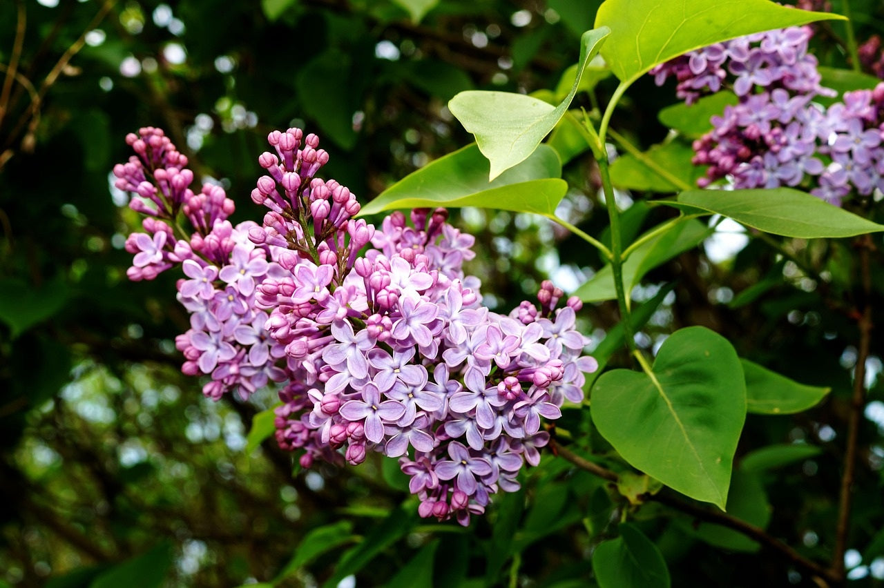 Syringa vulgaris ‘Prairie Petite’