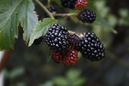 Thunderhead Blackberry