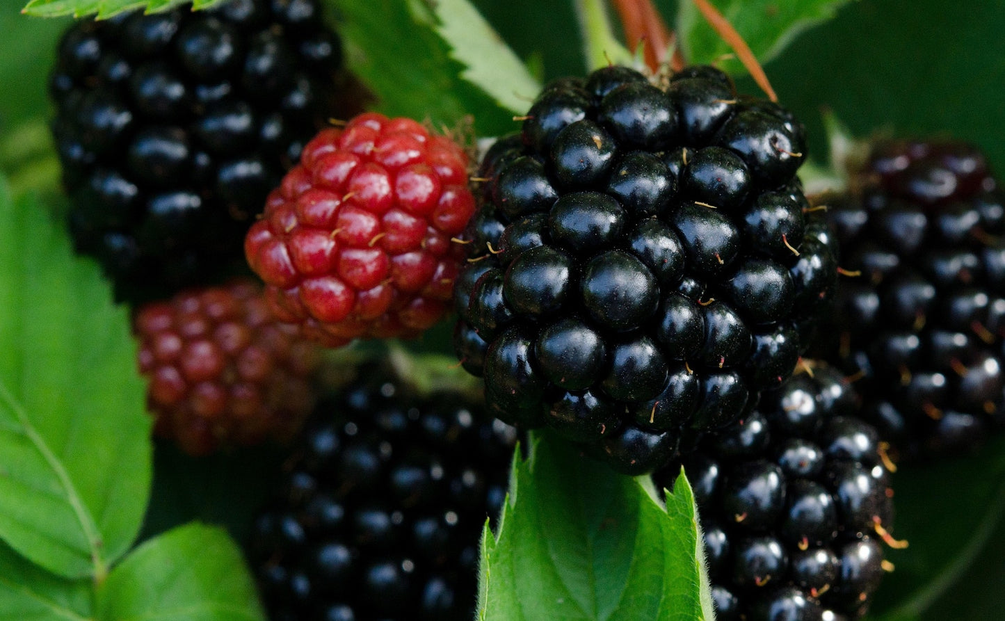 Triple Crown Thornless Blackberry
