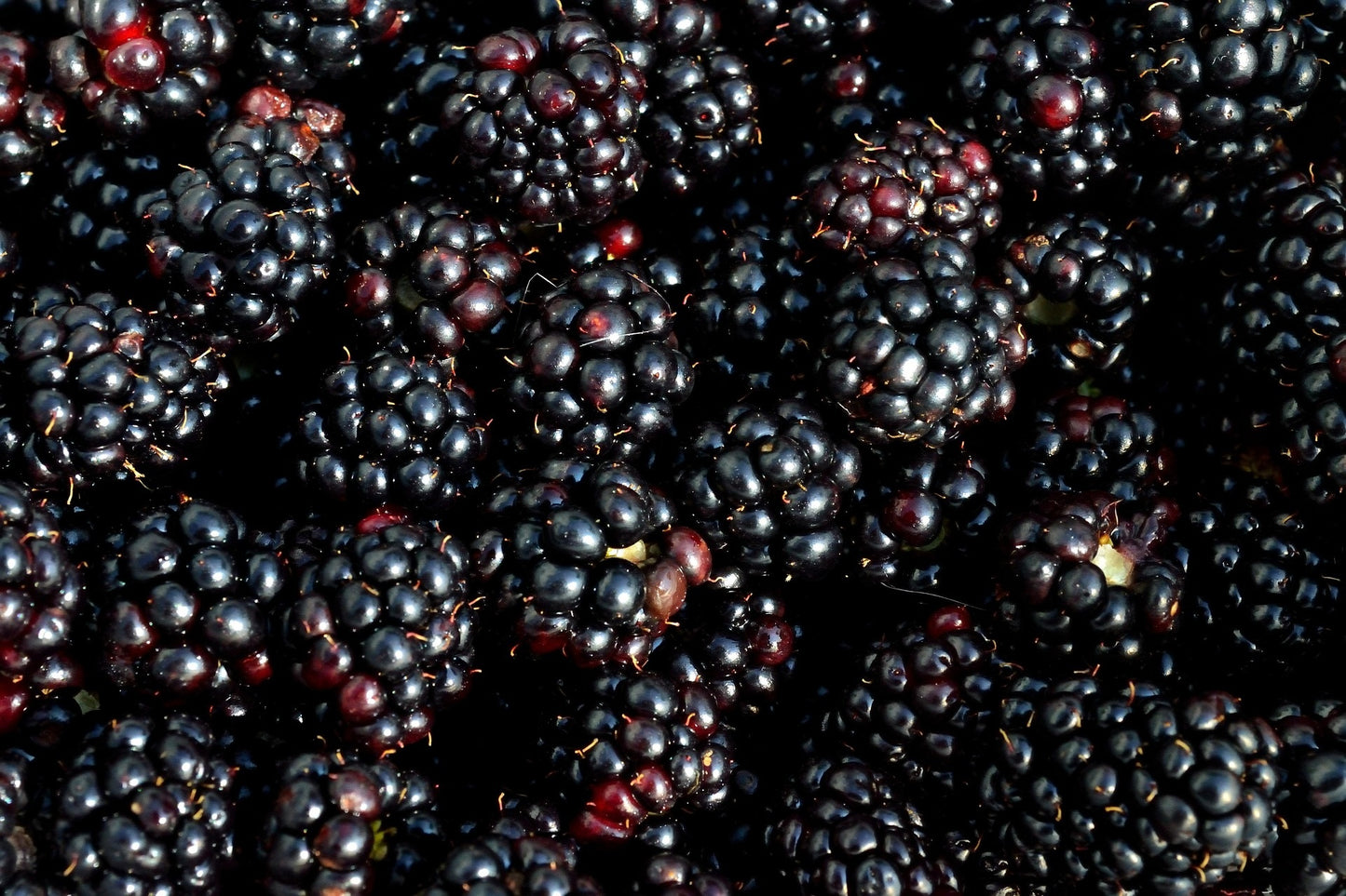 Triple Crown Thornless Blackberry