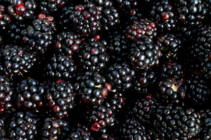 Triple Crown Thornless Blackberry