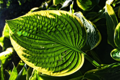 Wide Brim Hosta