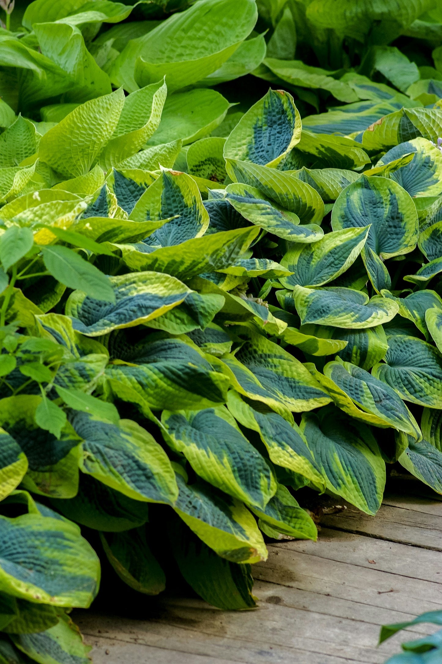 Wide Brim Hosta
