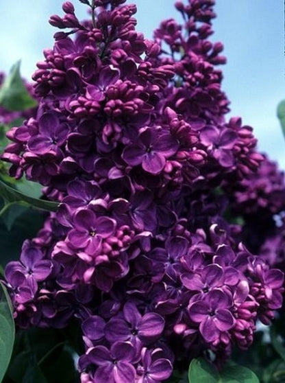 Monge French Lilac Plant Live – Fast Growing Syringa – Purple Flowering Shrub – Fragrant Garden Bush