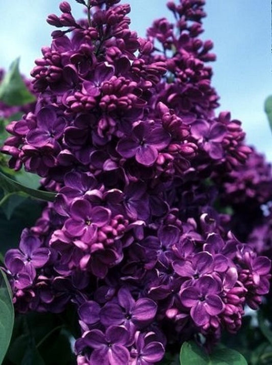 Monge French Lilac Plant Live – Fast Growing Syringa – Purple Flowering Shrub – Fragrant Garden Bush