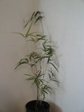 Yushania Maculata Bamboo