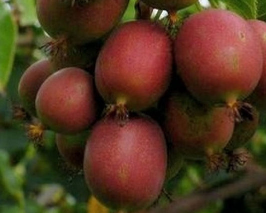 Actinidia Arguta 'Kens Red'