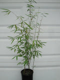 Phyllostachys Bissetii Bamboo