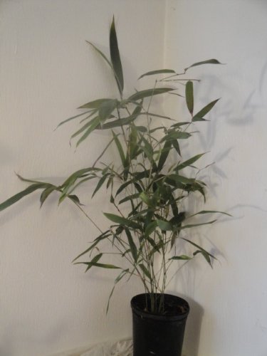 black bamboo house plant Phyllostachys Nigra 'Henonis' Black Bamboo