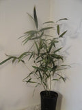 Phyllostachys Nigra 'Henonis' Black Bamboo