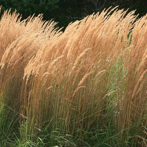 Feather Reed Grass 'Karl Foerster'