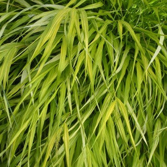 All Gold Japanese Forest Grass