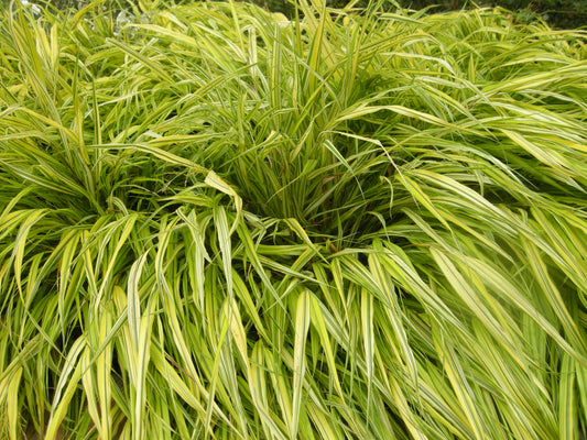Golden Japanese Forest Grass