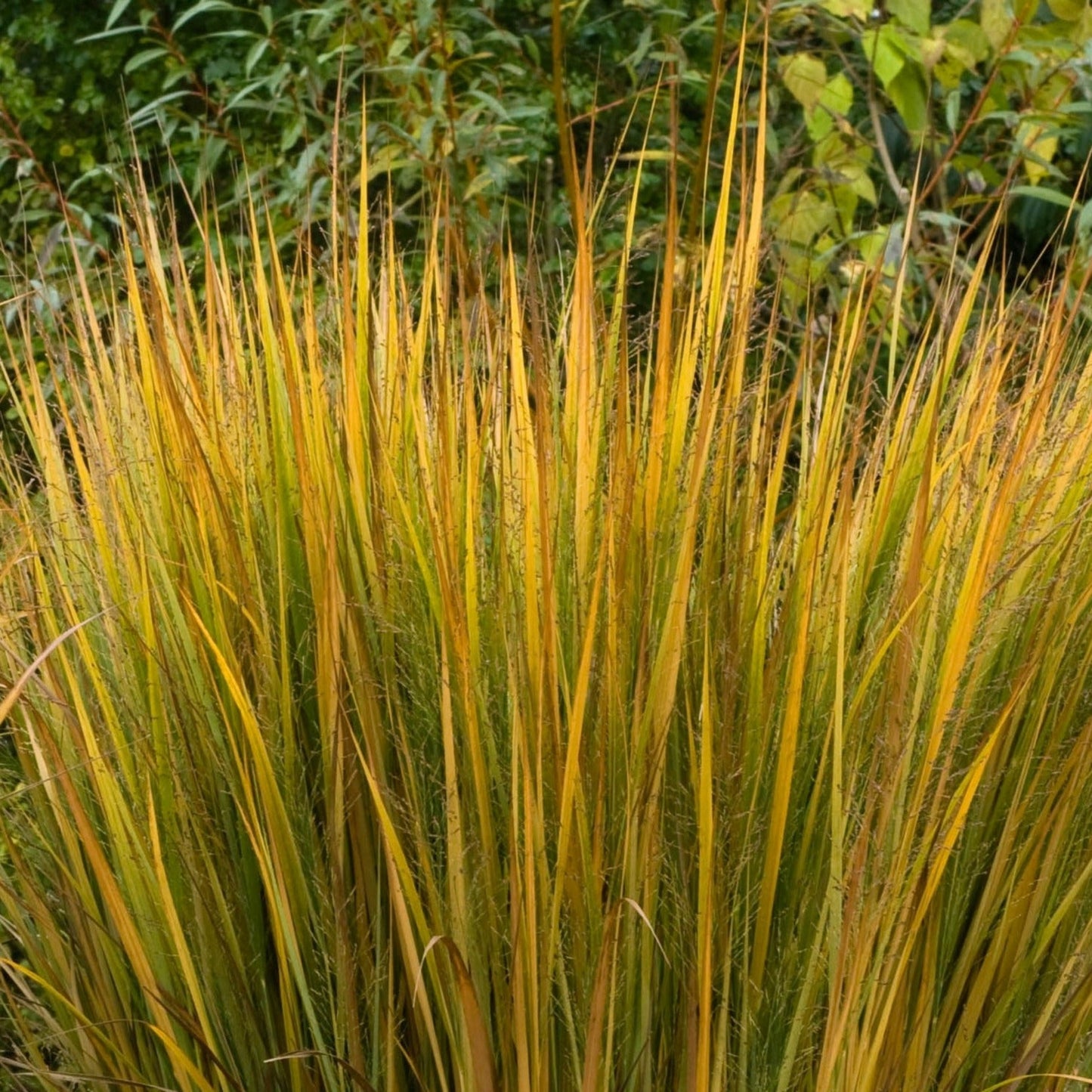 Northwind Switch Grass