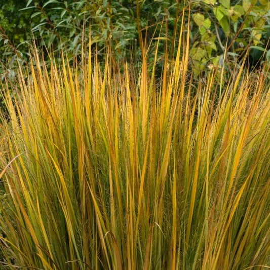 Northwind Switch Grass