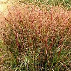 Prairie Flame Switch Grass.