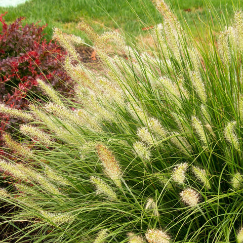 Dwarf Fountain Grass 'Hameln'