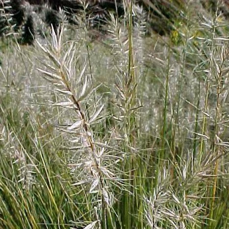 Little Bunny Fountain Grass
