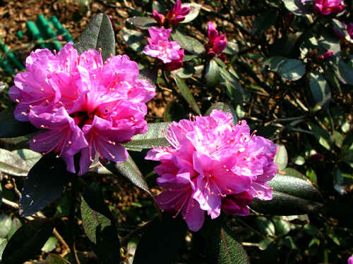 P.J.M Elite Rhododendron