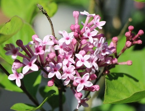 MayaGardensInc Josee Lilac Live Plant
