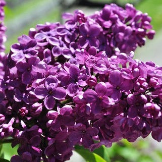 Agincourt Beauty French Lilac