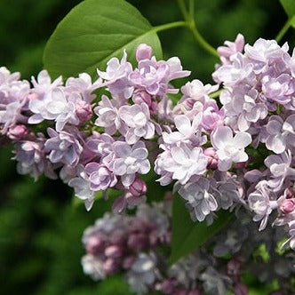 Katherine Havemeyer French Lilac