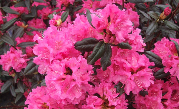 Landmark Rhododendron