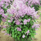 Korean Lilac Bush Syringa Villosa Fragrant Purple Flowers