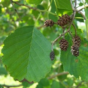 Alnus Glutinosa European Black Alder, very fast growing screen, 100 tree seeds